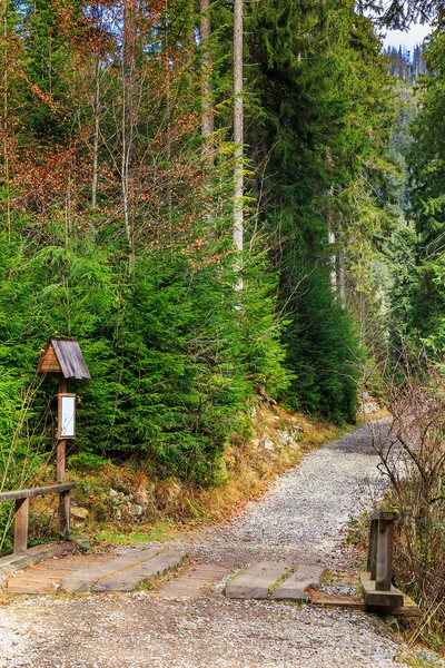 Pěšina v podzimní jehličnatého lesa — Stock fotografie