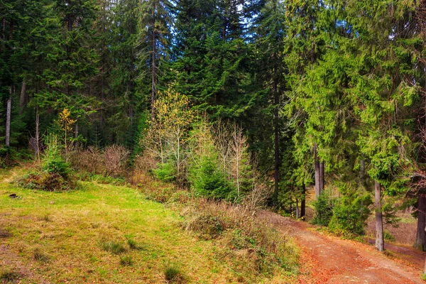 Sentier pédestre en forêt de conifères d'automne — Photo