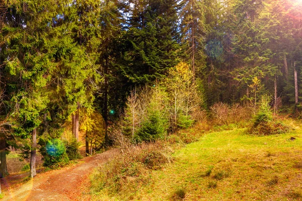 Voetpad in herfst naaldhout bos — Stockfoto