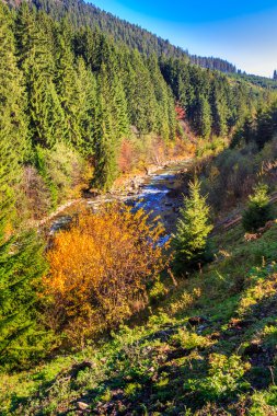 sonbahar dağ orman nehir akar tarafından kayalık sahil yakınındaki