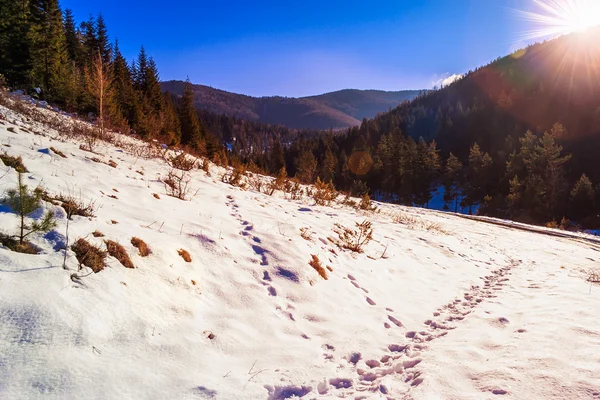 Strada innevata alla foresta di conifere in montagna — Foto Stock