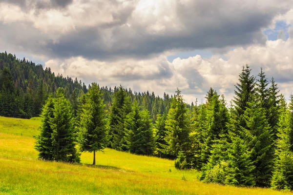 Naaldhout bos op een steile berghelling — Stockfoto