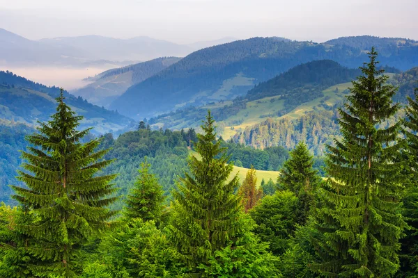 Pine trees near valley in mountains and autumn forest on hillsid — Stock Photo, Image