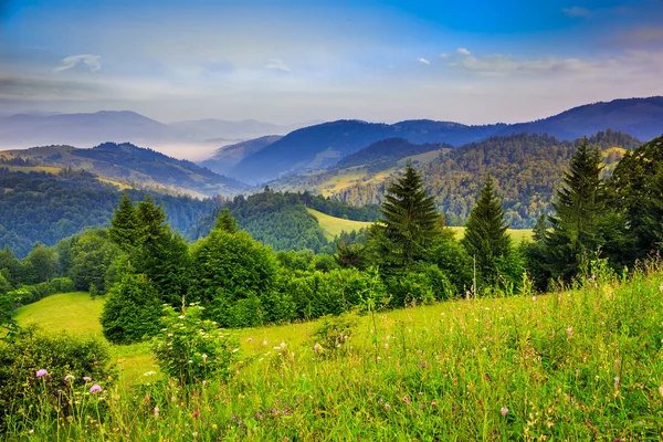 Kiefern in Talnähe in den Bergen und Herbstwald am Hang — Stockfoto