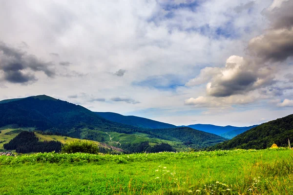 Bosque en una pendiente de montaña empinada —  Fotos de Stock