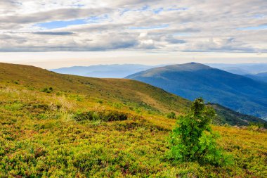 kozalaklı orman yüksek dağ yamacında