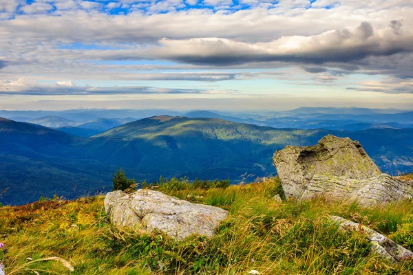 Nadelwald an einem hohen Berghang — Stockfoto