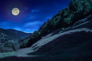 Orman sarp dağ yamacında