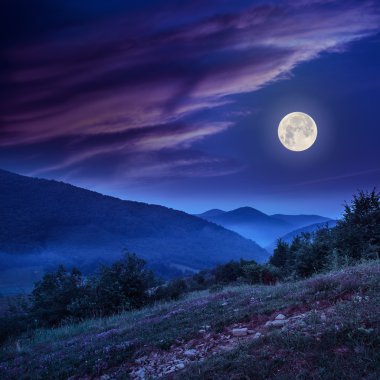 Orman sarp dağ yamacında