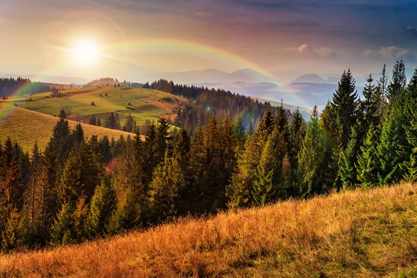 Pini vicino a valle in montagna e foresta autunnale su collina — Foto Stock