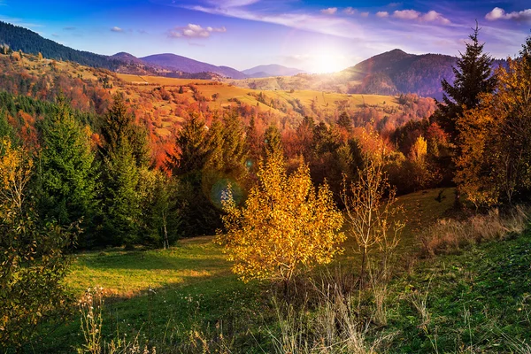 Pinheiros perto do vale em montanhas e floresta de outono em hillsid — Fotografia de Stock