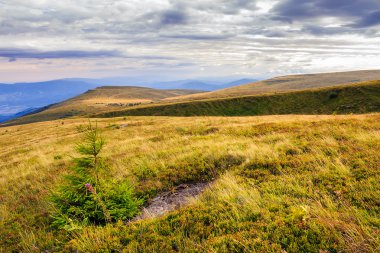Taş Ormanı ile dağ yamacında