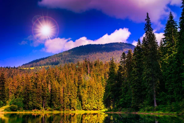 Сосновый лес и озеро возле горы — стоковое фото