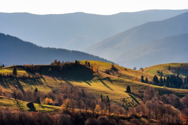 bir dağ yamacında iğne yapraklı orman