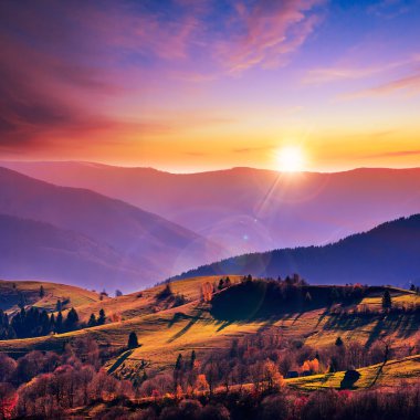 bir dağ yamacında iğne yapraklı orman