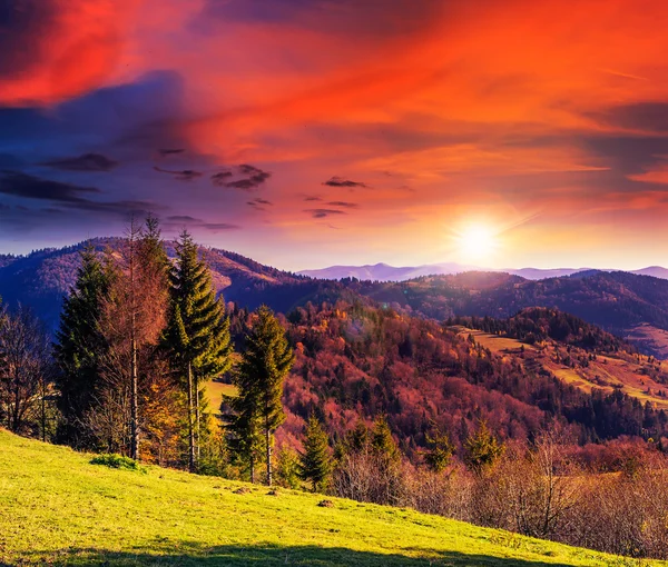 Forêt de conifères sur une pente de montagne — Photo