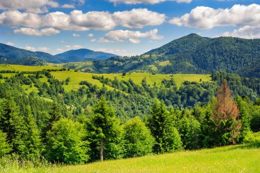 sarp dağ iğne yapraklı orman