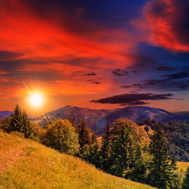 bir dağ yamacında iğne yapraklı orman