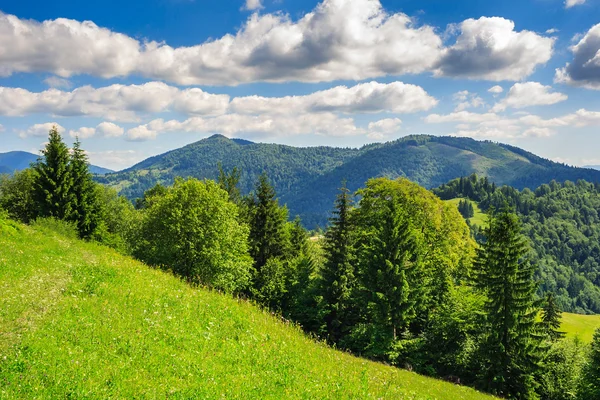 Coniferous forest on a mountain slope — Stock Photo, Image