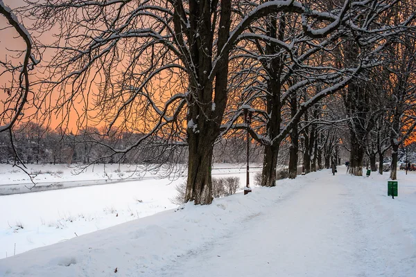 Raureif an einem Wintermorgen — Stockfoto