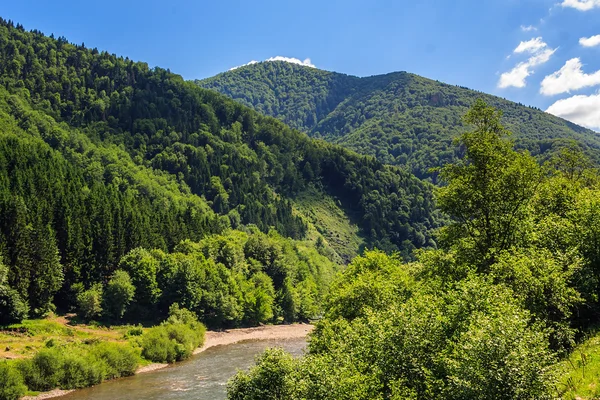 Rio da montanha perto da floresta — Fotografia de Stock