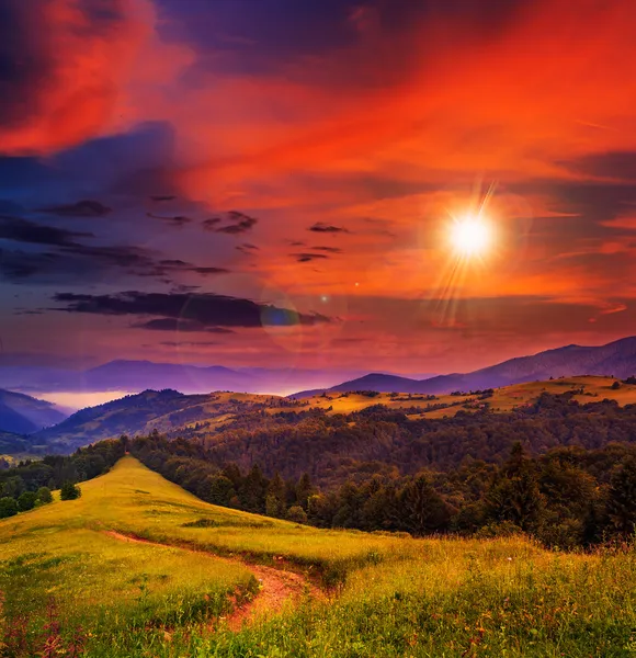 Foresta di conifere di sera su un pendio di montagna — Foto Stock