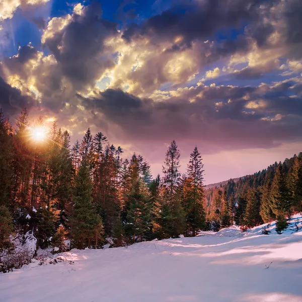 karlı Dağları'nda iğne yapraklı orman yolu