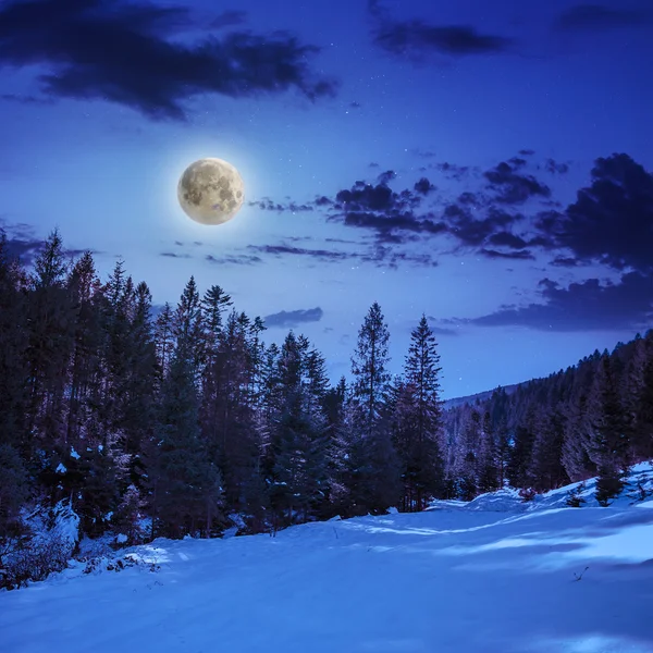 karlı Dağları'nda iğne yapraklı orman yolu