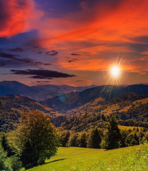 Forêt de conifères sur une pente de montagne — Photo