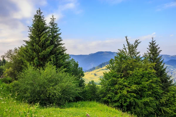 Bosque de coníferas en una ladera de montaña — Foto de Stock