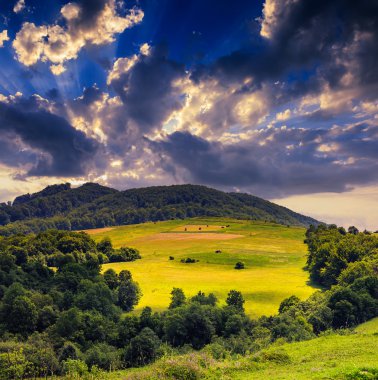Orman sarp dağ yamacında