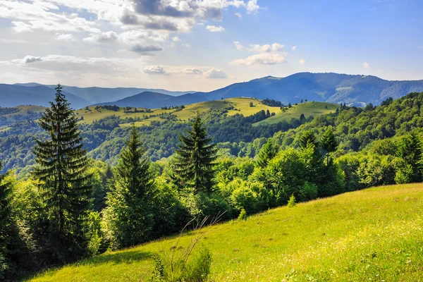 Forêt sur une pente raide de montagne — Photo