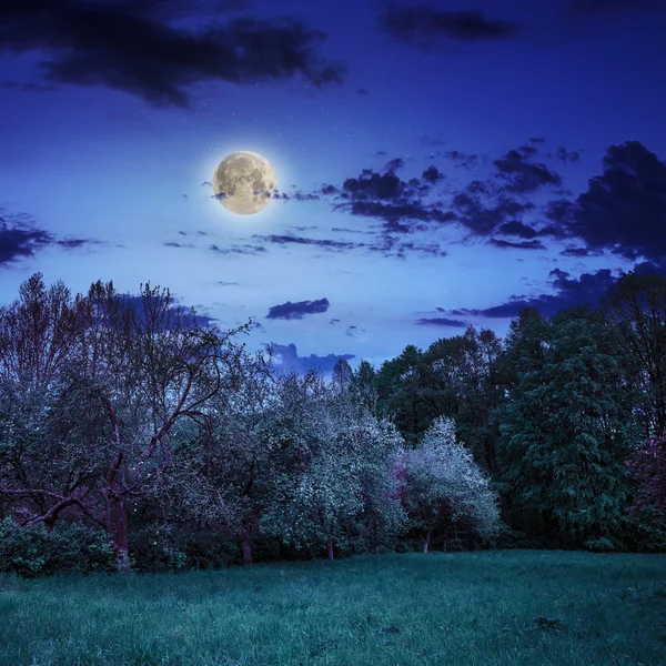 Clairière forestière à l'ombre des arbres la nuit — Photo