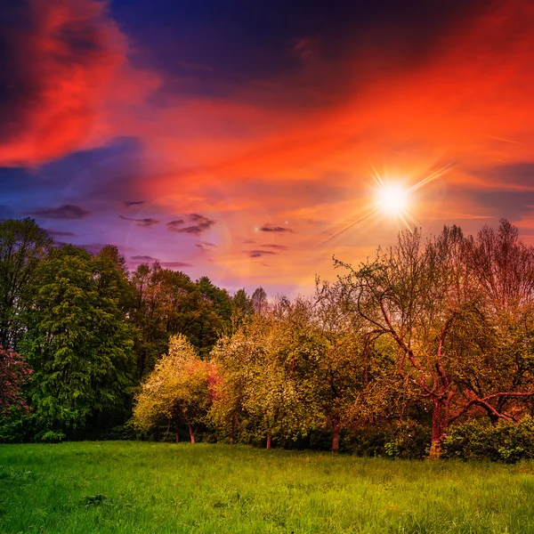 Forest glade in shade of the trees at sunset — Stock Photo, Image