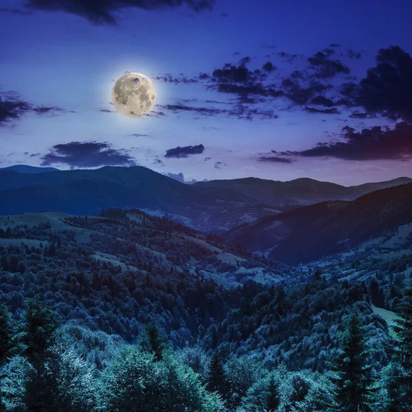 Floresta conífera em uma encosta de montanha à noite — Fotografia de Stock