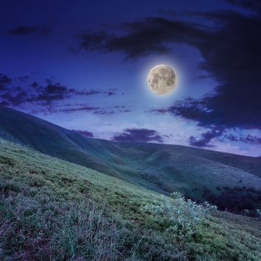 Orman sarp dağ yamacında