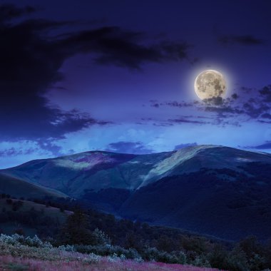 sarp dağ yamacında iğne yapraklı orman