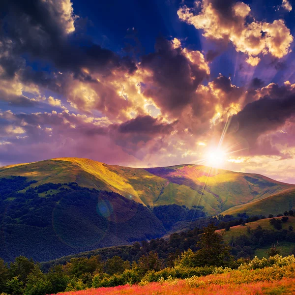 Foresta di conifere su un ripido pendio di montagna — Foto Stock