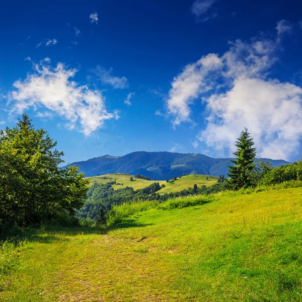 Nadelwald an einem steilen Berghang — Stockfoto