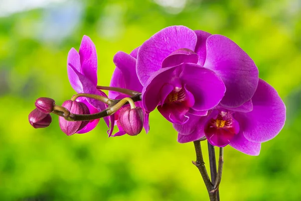 Flor de orquídea púrpura sobre fondo borroso — Foto de Stock