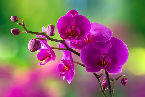 Fialová orchidej květina na rozostření pozadí — Stock fotografie