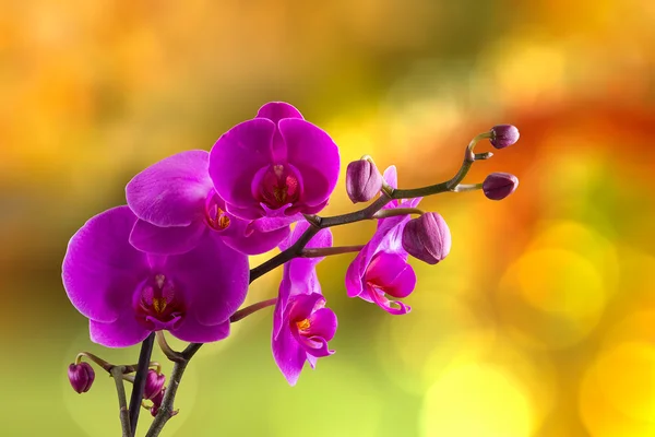 Lila orkidé blomma på oskärpa bakgrund — Stockfoto