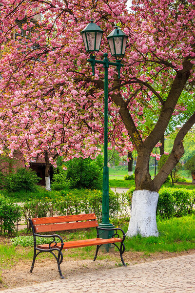 pink blossomed sakura tree near the bench and lantern