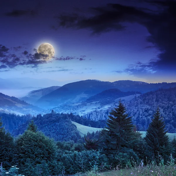 Bosque de coníferas en una empinada ladera de montaña por la noche —  Fotos de Stock