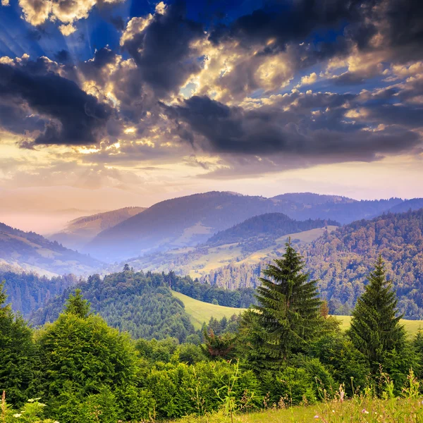 Foresta di conifere su un ripido pendio di montagna — Foto Stock