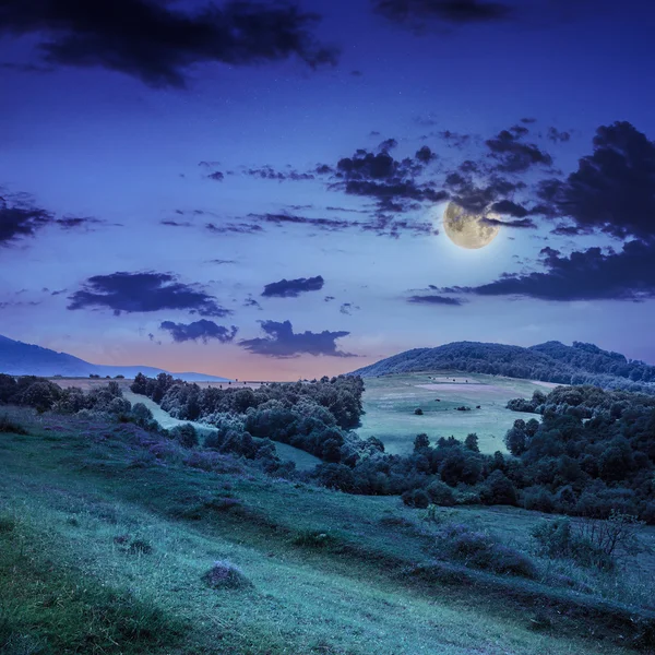 Las iglasty na stromym zboczu góry w nocy — Zdjęcie stockowe