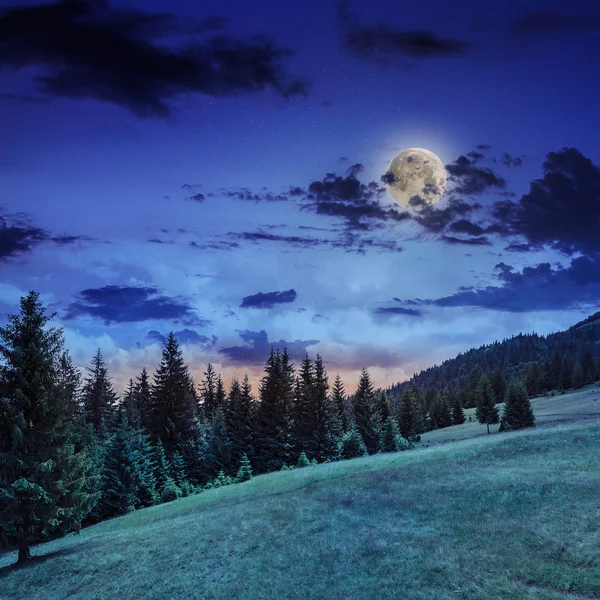 Foresta di conifere su un ripido pendio di montagna di notte — Foto Stock