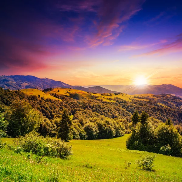 gün batımında sarp dağ yamacında iğne yapraklı orman