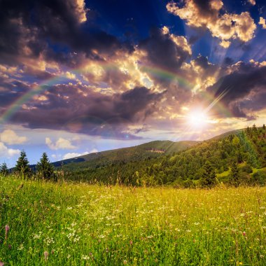 çam ağaçlarının altında günbatımı sk yamaca dağlarda valley yakınındaki