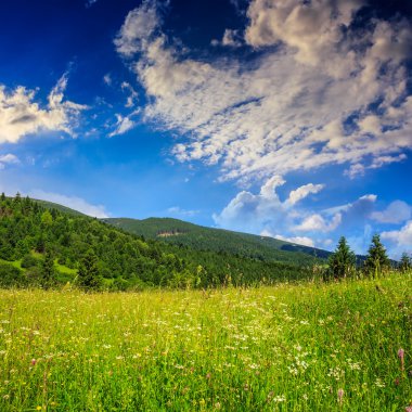 çam ağaçları ile gökyüzü altında yamaca dağlarda valley yakınındaki